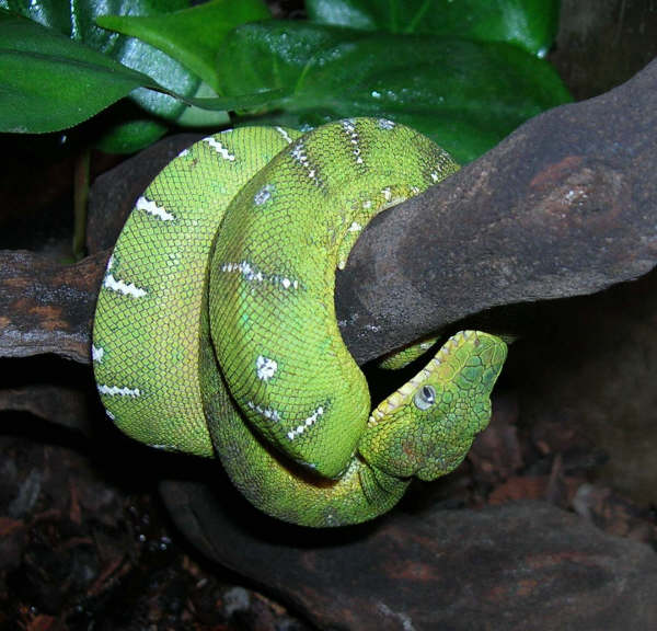 Smog juvenile northern ETB