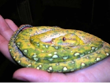 Sprite juvenile Biak GTP - arrived cold