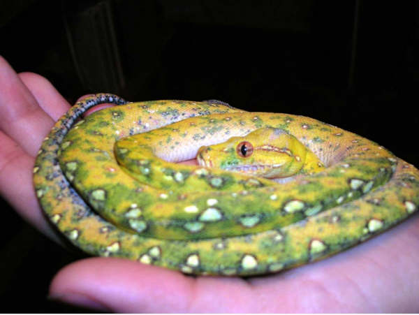 Sprite juvenile Biak GTP - arrived cold