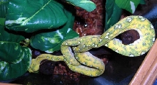 Sprite juvenile Biak GTP