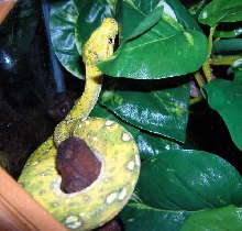 Sprite juvenile Biak GTP