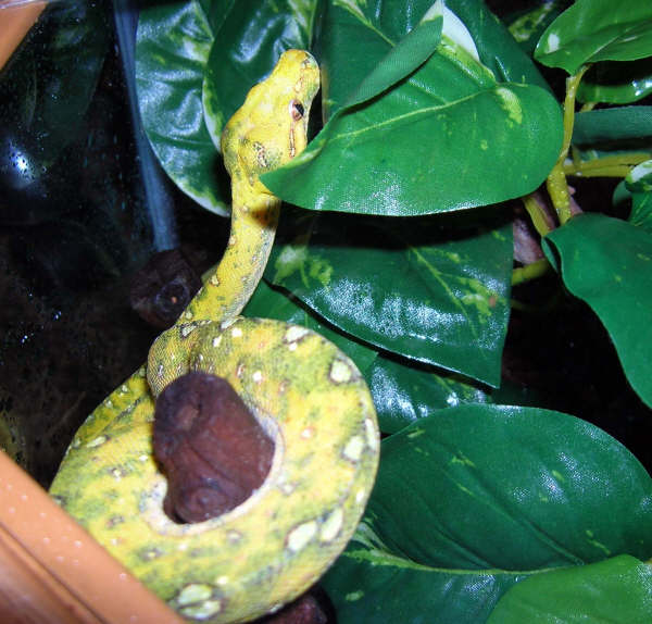 Sprite juvenile Biak GTP