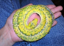 Sprite juvenile Biak GTP -  arrived cold