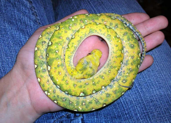 Sprite juvenile Biak GTP -  arrived cold