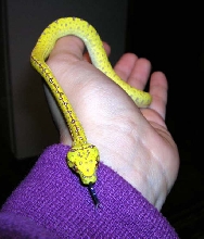 Precious baby Jayapura GTP