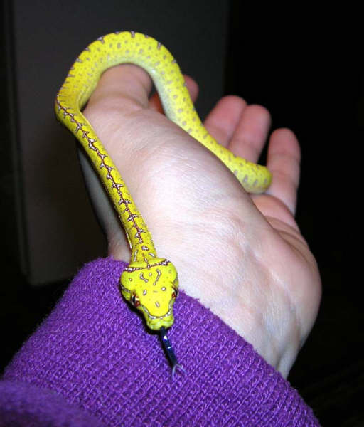 Precious baby Jayapura GTP