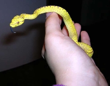 Precious baby Jayapura GTP