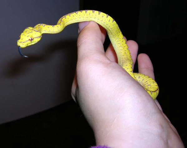 Precious baby Jayapura GTP
