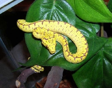 Precious baby Jayapura GTP