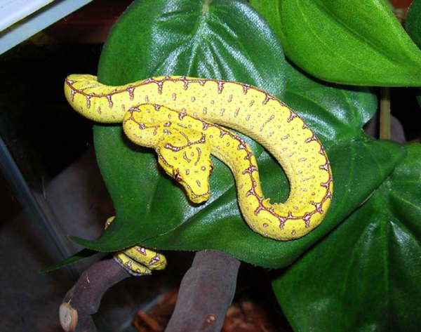 Precious baby Jayapura GTP