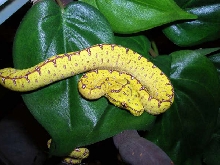 Precious baby Jayapura GTP