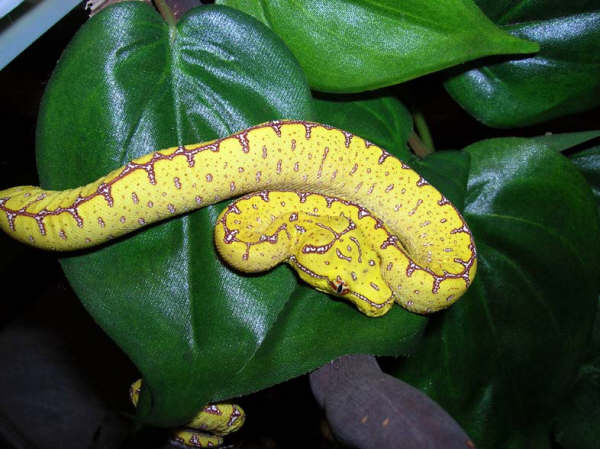 Precious baby Jayapura GTP