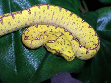 Precious baby Jayapura GTP