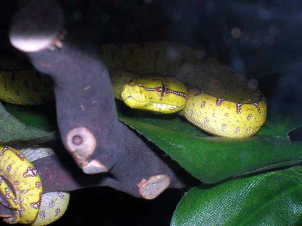 Precious baby Jayapura GTP