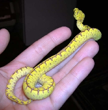 Precious baby Jayapura GTP