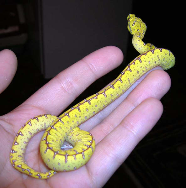 Precious baby Jayapura GTP