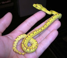 Precious baby Jayapura GTP