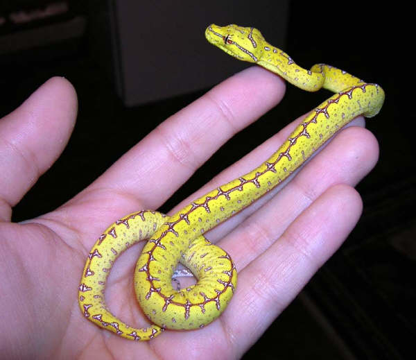 Precious baby Jayapura GTP