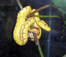 Precious baby Jayapura GTP