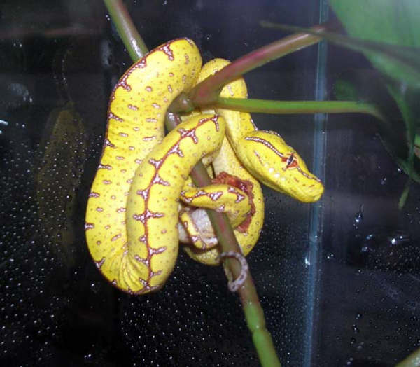 Precious baby Jayapura GTP