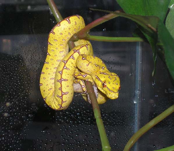 Precious baby Jayapura GTP