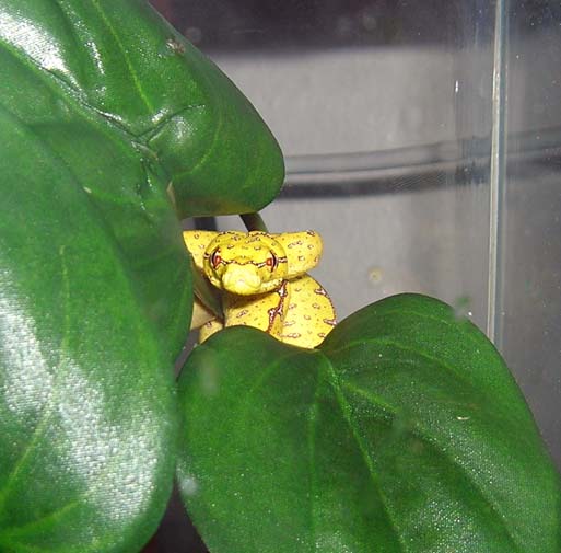 Precious baby Jayapura GTP