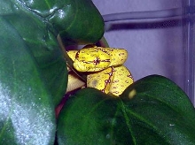 Precious baby Jayapura GTP