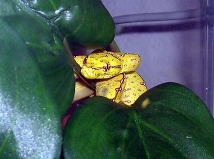 Precious baby Jayapura GTP