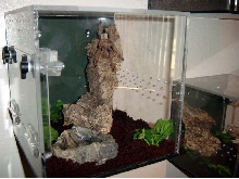 Snow White's cube