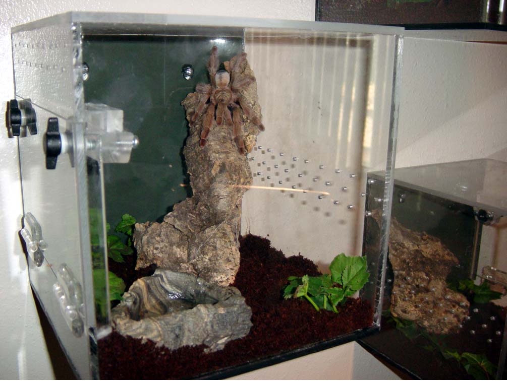 Snow White's cube
