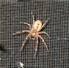 Mystery bathroom spider