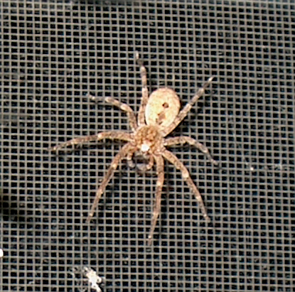 Mystery bathroom spider