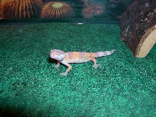 Tang Albino juvi 2