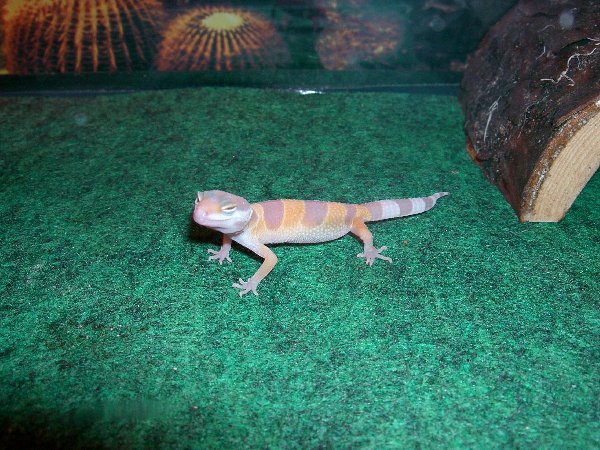 Tang Albino juvi 2