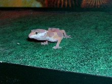 Tang Albino juvi