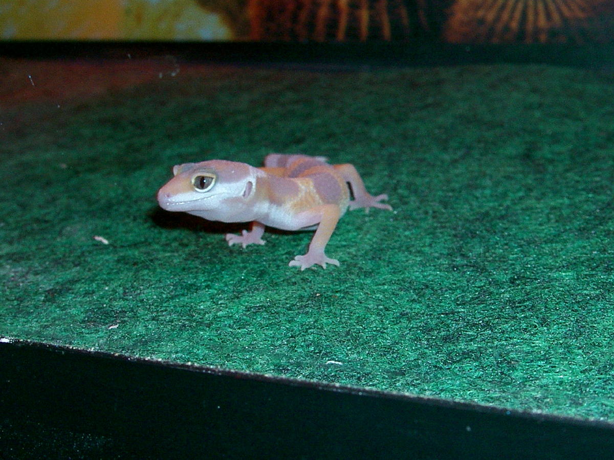 Tang Albino juvi