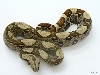 pete kahl jungle het albino male