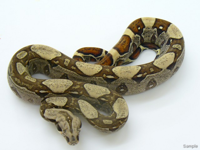 pete kahl jungle het albino male
