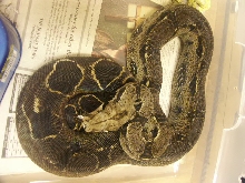 super dark het-albino female