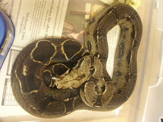 super dark het-albino female