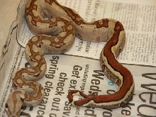jungle female poss salmon?