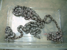 ghost to het anery litter boamaster