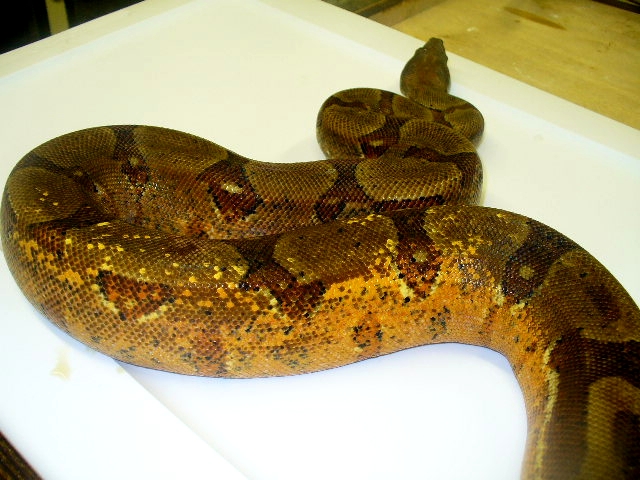 weird orange hypo f 04 boamaster.com