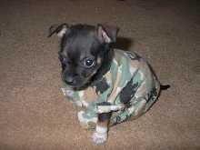 AnnaBell Supporting Our Troops
