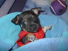 AnnaBell's First Christmas