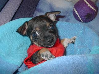 AnnaBell's First Christmas