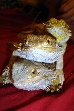 Three Ladies