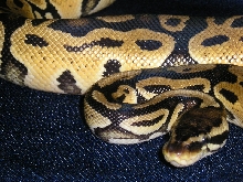 Lemon Pastel