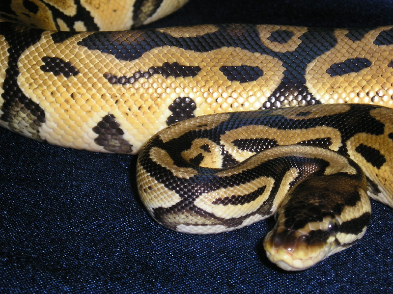 Lemon Pastel