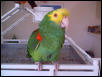 Chico